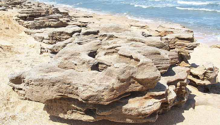 Coquina Steine am Strand von Washington Oaks Gardens State Park. Foto: Wikipedia