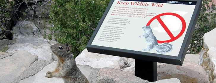 Das gefährlichste Tier im Grand Canyon ist das Steinhörnchen