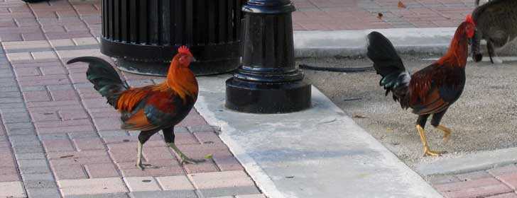 Hühner auf Key West.